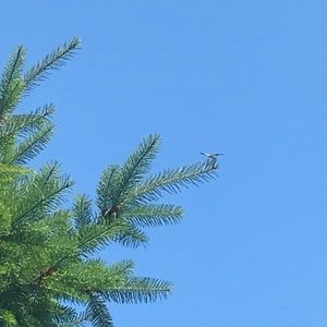 Meet your Posher, Isabel